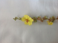 Verbascum sinuatum