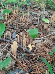 Clavariaceae