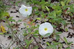 Ipomoea imperati
