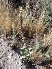 Verbascum thapsus