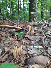 Clavariaceae