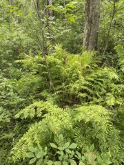 Osmunda spectabilis
