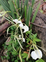 Brassavola nodosa