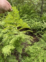 Osmunda spectabilis