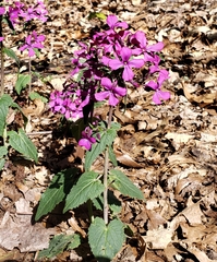 Lunaria annua