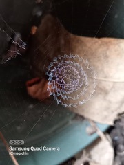 Zosis geniculata