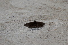 Erynnis horatius