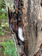 Lophocampa caryae