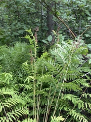 Osmunda spectabilis