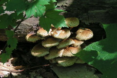 Pholiota squarrosoides