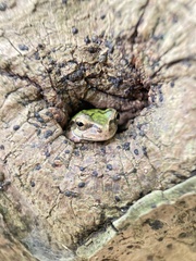 Hyla japonica