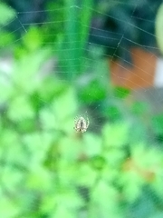 Parawixia