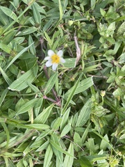 Bidens alba