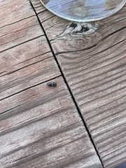 Glischrochilus quadrisignatus