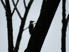 Melanerpes flavifrons