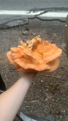 Laetiporus cincinnatus