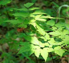 Actaea erythrocarpa