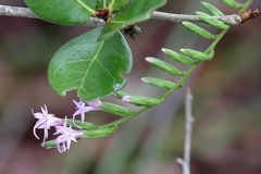 Liatris pauciflora secunda