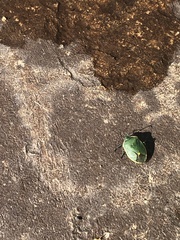 Chlorochroa uhleri