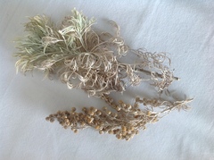 Artemisia arborescens