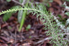 Liatris pauciflora secunda