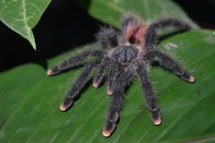 Avicularia avicularia