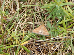 Pyrausta despicata