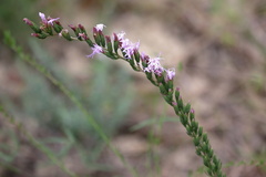 Liatris pauciflora secunda