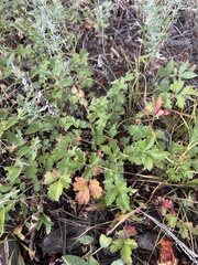 Potentilla pensylvanica