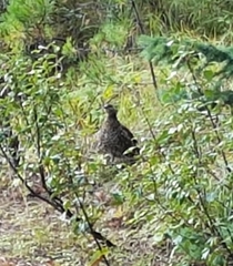 Canachites canadensis