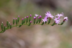 Liatris pauciflora secunda