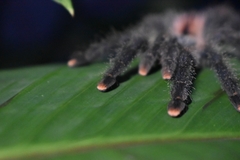 Avicularia avicularia