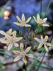 Triteleia