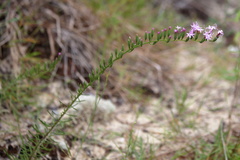 Liatris pauciflora secunda