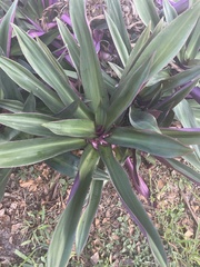 Tradescantia spathacea