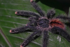 Avicularia avicularia