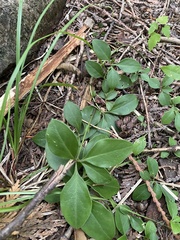 Polygaloides paucifolia