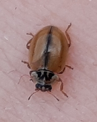 Aphidecta obliterata