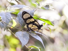 Methona themisto