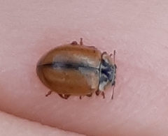 Aphidecta obliterata