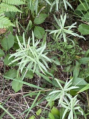 Anaphalis margaritacea