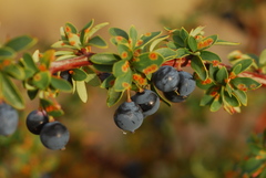 Berberis microphylla