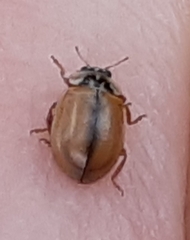 Aphidecta obliterata