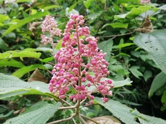 Miconia subcrustulata