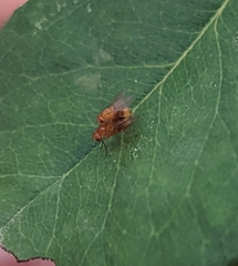 Brachycera