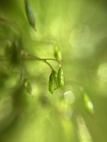 Orthodontiaceae