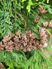 Thuja occidentalis