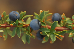 Berberis microphylla