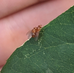 Brachycera