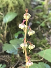 Pyrola chlorantha